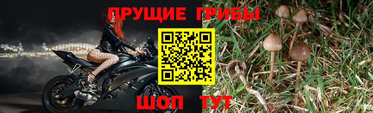 Галлюциногенные грибы прущие грибы Видное